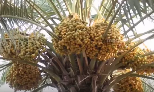 Dates production increased in Saudi Arabia