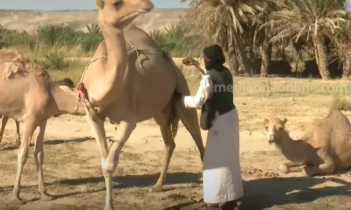 New company to market camel milk and related products in Saudi Arabia
