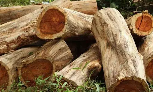 മുട്ടിൽ മരം മുറിക്കേസ്: ഭൂ ഉടമകളുടെ പേരിൽ നൽകിയ അപേക്ഷകൾ വ്യാജം, ഒപ്പിട്ടത് പ്രതി റോജി അഗസ്റ്റിൻ; നിർണായക കണ്ടെത്തൽ