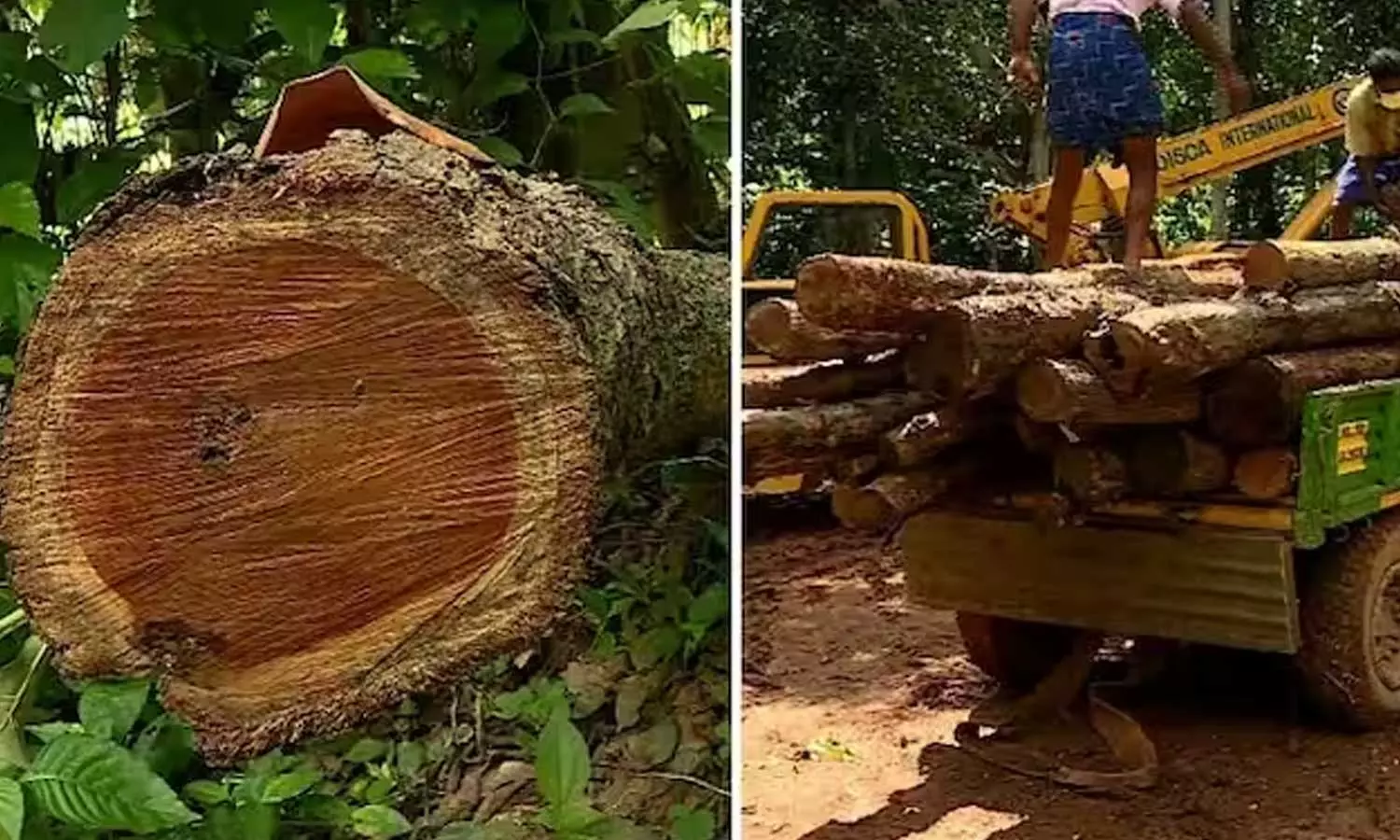 Muttil marammuri; It is alleged that government departments are colluding to help the accused Muttil marammuri; It is alleged that government departments are colluding to help the accused