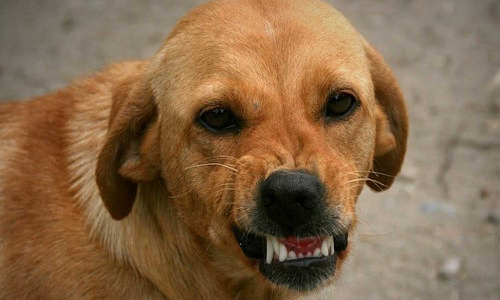 Palakkad stray dog attack