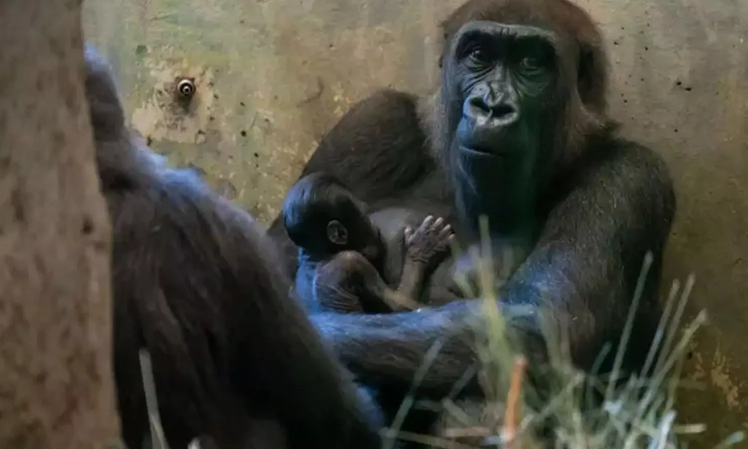 Ohio zoo thinks gorilla is a boy, until it gives birth