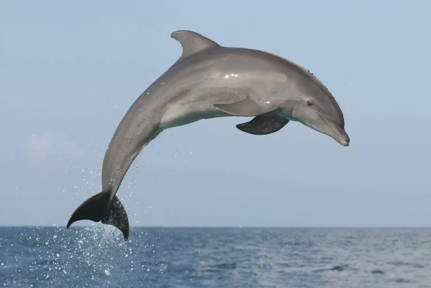 dolphin dolphin