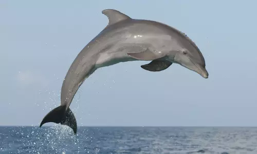 dolphin