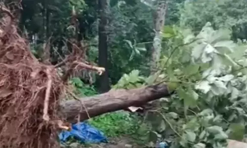 palakkad rain many trees fell palakkad rain many trees fell