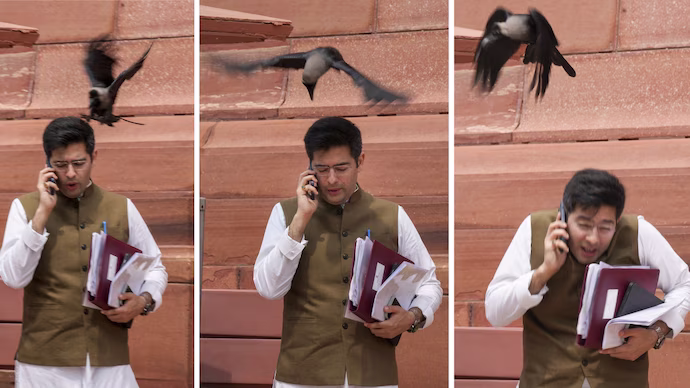 Raghav Chadha attacked by crow