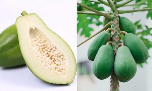 7 nurtitional benefits of consuming raw papaya daily,raw papaya nurtitional benefits,raw papaya,പച്ച പപ്പായയുടെ ആരോഗ്യ ഗുണങ്ങള്‍,പച്ച പപ്പായ കഴിക്കാം,