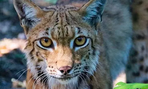 Wild cat throws sleeping infant to death from rooftop,കാട്ടുപൂച്ച കടിച്ചെടുത്തോടിയ പിഞ്ചുകുഞ്ഞ് മരിച്ചു,ഉത്തര്‍ പ്രദേശ്,Wild cat attack,latest national news