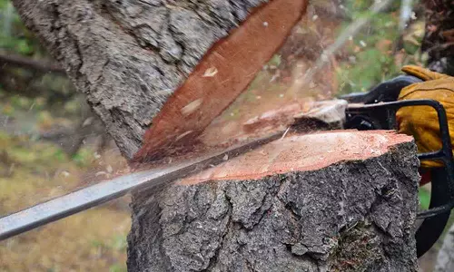 muttil  tree felling former government pleader reaction