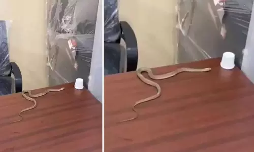 man released snake in muncipal office hyderabad man released snake in muncipal office hyderabad