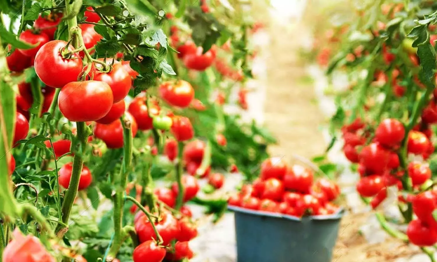 tomato crop,Andhra Farmer Becomes Crorepati, Earns Rs 4 Crore In 45 Days By Selling Tomatoes,Tomatoes,നാല് ദിവസംകൊണ്ട് സമ്പാദിച്ചത് നാലുകോടി രൂപ; തക്കാളി വിറ്റ് കോടീശ്വരനായി കർഷകൻ,തക്കാളികര്ഷകന്,തക്കാളി വിറ്റ് കോടിപതിയായി tomato crop,Andhra Farmer Becomes Crorepati, Earns Rs 4 Crore In 45 Days By Selling Tomatoes,Tomatoes,നാല് ദിവസംകൊണ്ട് സമ്പാദിച്ചത് നാലുകോടി രൂപ; തക്കാളി വിറ്റ് കോടീശ്വരനായി കർഷകൻ,തക്കാളികര്ഷകന്,തക്കാളി വിറ്റ് കോടിപതിയായി