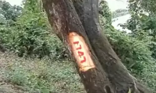 കാലിക്കറ്റ് സർവകലാശാലയിൽ രണ്ടായിരം മരങ്ങൾ മുറിക്കാൻ നീക്കം; പൾപ്പ് നിർമാണത്തിനായി വിൽക്കും