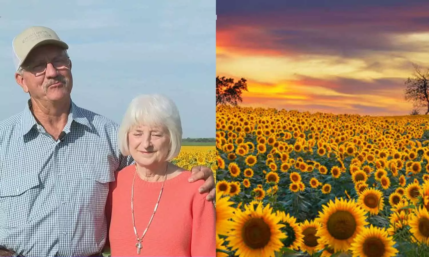 80 acres of sunflowers; American farmer surprises wife on 50th wedding anniversary 80 acres of sunflowers; American farmer surprises wife on 50th wedding anniversary