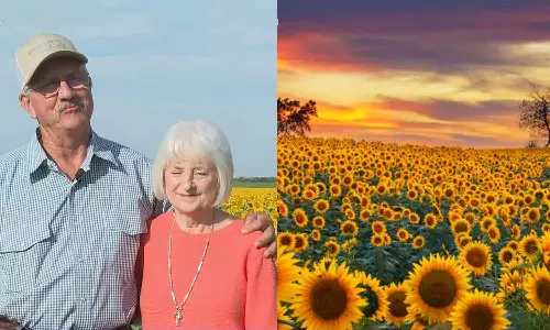 80 acres of sunflowers; American farmer surprises wife on 50th wedding anniversary 80 acres of sunflowers; American farmer surprises wife on 50th wedding anniversary