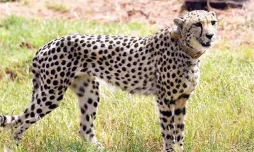 Female cheetah found dead in Madhya Pradesh Kuno National Park