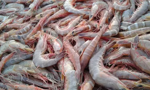 Shrimp season in Kuwait
