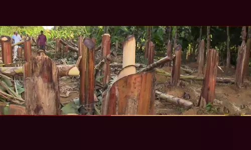 KSEB cut down 406 bunches of bananas for hitting the leaf line