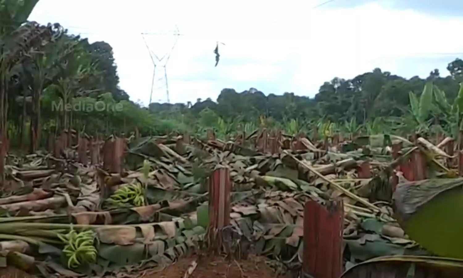 കർഷകന്റെ വാഴ കെ.എസ്.ഇ.ബി വെട്ടിയതിൽ നഷ്ടപരിഹാരം ഇന്ന് പ്രഖ്യാപിച്ചേക്കും