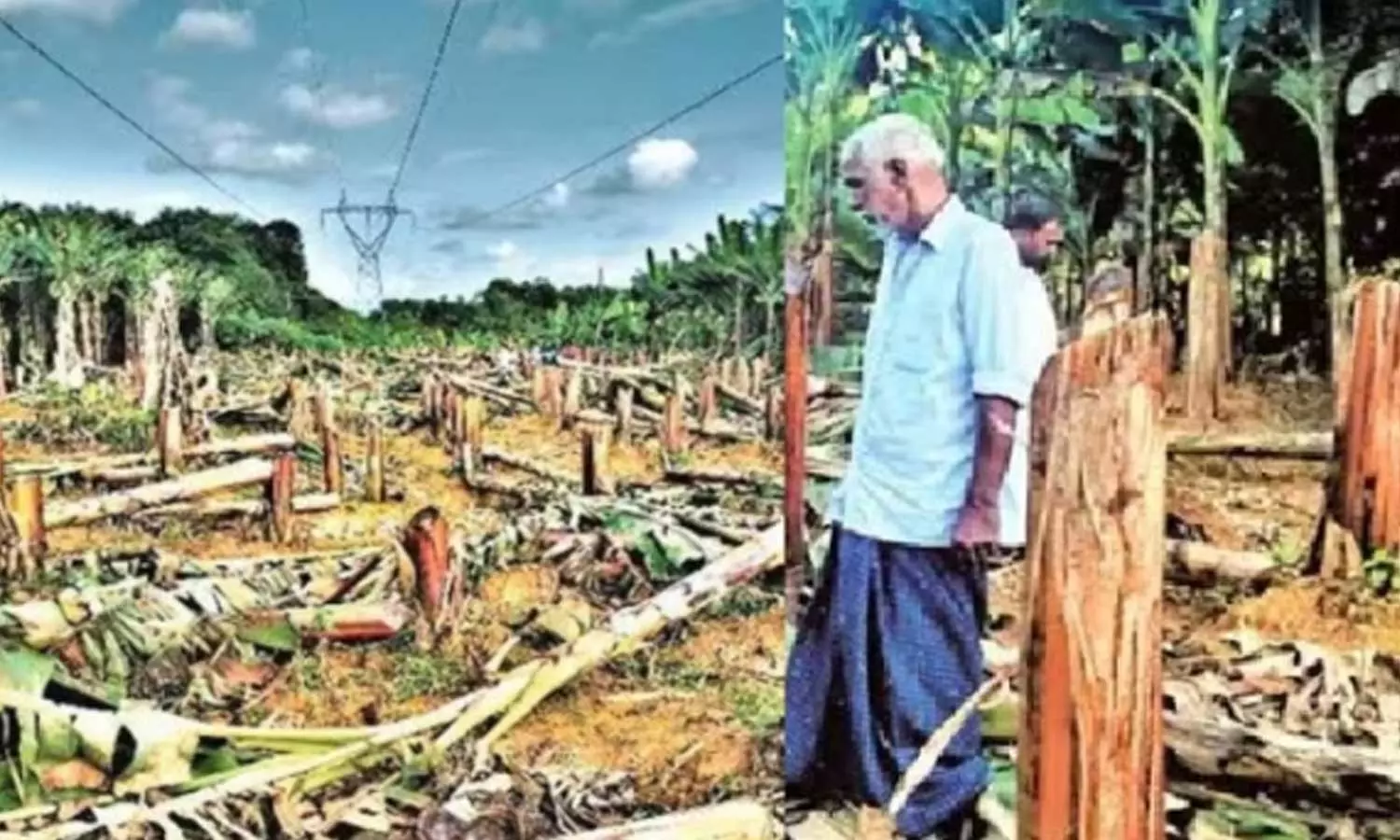 KSEB to give compensation in plaintain trees cutting