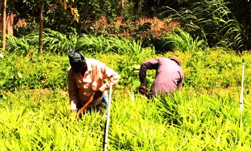 കുടക് മരണം: വംശഹത്യക്ക് വിധിക്കപ്പെടുന്ന വയനാട്ടിലെ ആദിവാസികള്‍