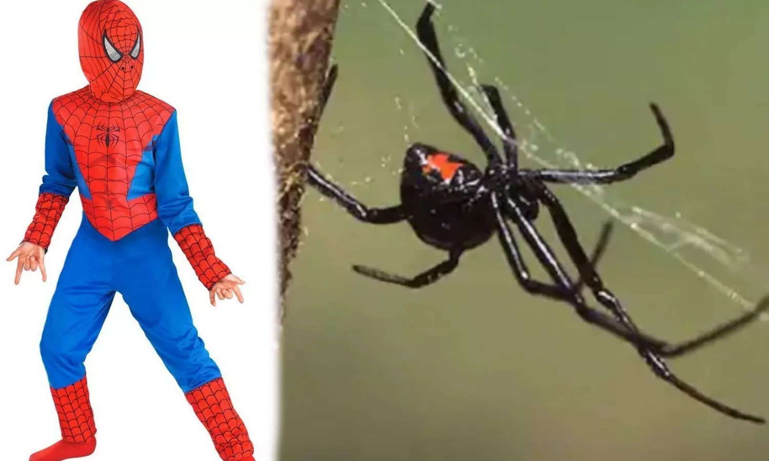 സ്‌പൈഡർമാനെപ്പോലെയാകണം; ഉഗ്രവിഷമുള്ള ചിലന്തിയുടെ കടിയേറ്റ എട്ടുവയസുകാരൻ ആശുപത്രിയിൽ
