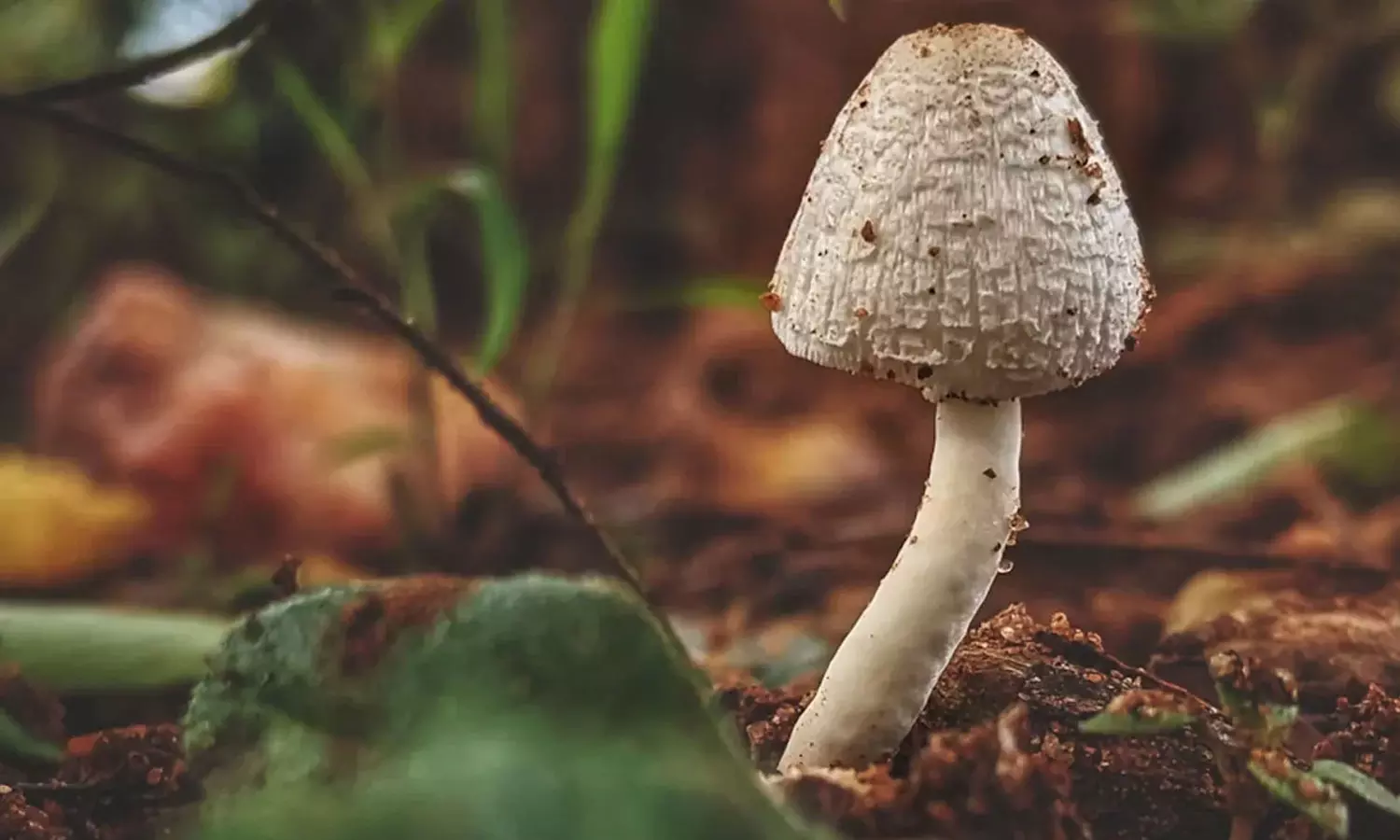 മരുമകൾ വിളമ്പിയ കാട്ടുകൂൺ കഴിച്ച് കുടുംബത്തിലെ മൂന്ന് പേർ മരിച്ചു; യുവതിക്കെതിരെ അന്വേഷണം മരുമകൾ വിളമ്പിയ കാട്ടുകൂൺ കഴിച്ച് കുടുംബത്തിലെ മൂന്ന് പേർ മരിച്ചു; യുവതിക്കെതിരെ അന്വേഷണം