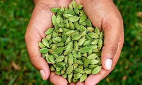 Farmers,cardamom Farmers,idukki,cardamom Farmers,ഏലം,ഏലം കൃഷി,ഏലക്കാവില,ഏലം കര്‍ഷകര്‍,