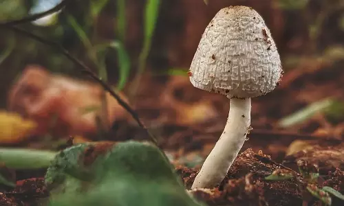 മരുമകൾ വിളമ്പിയ കാട്ടുകൂൺ കഴിച്ച് കുടുംബത്തിലെ മൂന്ന് പേർ മരിച്ചു; യുവതിക്കെതിരെ അന്വേഷണം മരുമകൾ വിളമ്പിയ കാട്ടുകൂൺ കഴിച്ച് കുടുംബത്തിലെ മൂന്ന് പേർ മരിച്ചു; യുവതിക്കെതിരെ അന്വേഷണം