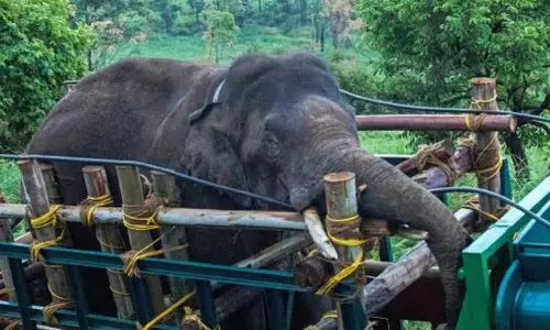 Arikkomban mission expenditure news Arikkomban mission expenditure news