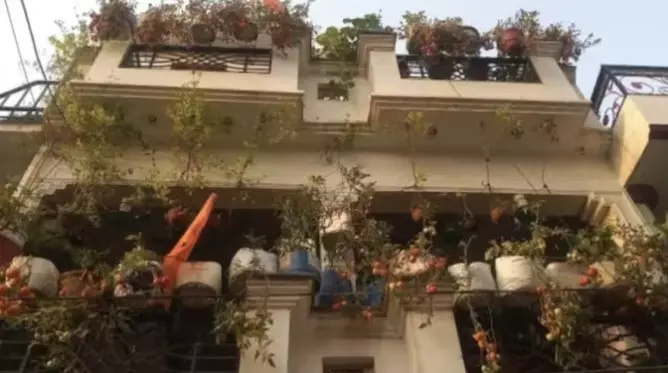 മട്ടുപ്പാവിൽ ഉണ്ടാക്കിയത് 250 കിലോ തക്കാളി; വിലക്കയറ്റത്തിനിടെ യുപി സ്വദേശി താരമാകുന്നു