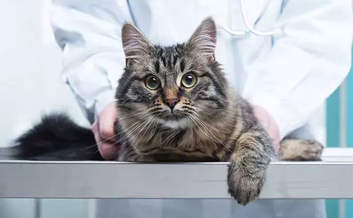 Pets online sale Pets online sale