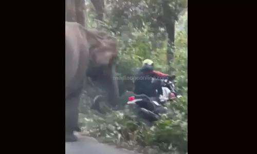 Watch mens narrow escape from tusker