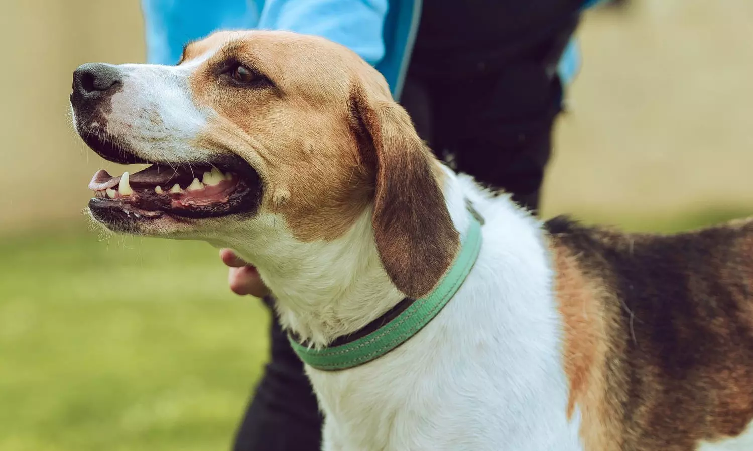Pet dog,Pet dog attack,Pet dog attacks woman, infant,Pet dog attacks woman, infant inside elevator,ലിഫ്റ്റിനുള്ളിൽ വളർത്തുനായയുടെ ആക്രമണം; ആറുമാസം പ്രായമുള്ള കുഞ്ഞിനും അമ്മക്കും ഗുരുതര പരിക്ക്,
