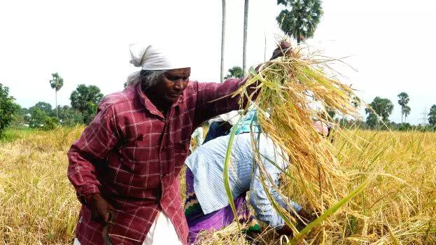 പ്രത്യാശയുടെ പൊന്നിൻ ചിങ്ങം; പുതുവർഷത്തിലേക്ക് കടന്ന് കാർഷിക കേരളം
