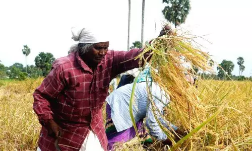 പ്രത്യാശയുടെ പൊന്നിൻ ചിങ്ങം; പുതുവർഷത്തിലേക്ക് കടന്ന് കാർഷിക കേരളം