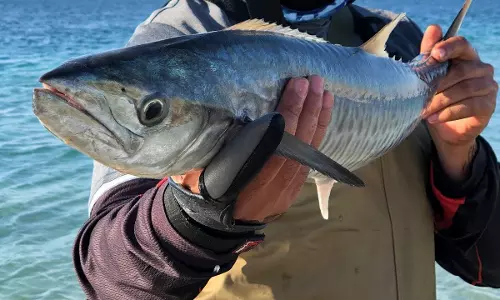 Fishing of ayakura in Qatar