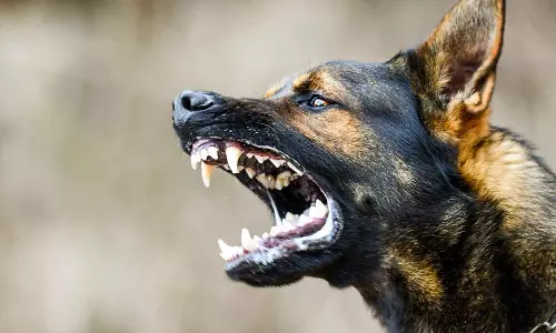 മലപ്പുറം ചീക്കോട് മുണ്ടക്കലിൽ അഞ്ച് കുട്ടികൾക്ക് തെരുവുനായയുടെ കടിയേറ്റു