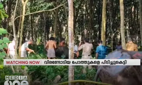 കോട്ടയം പ്രവിത്താനത്ത് വിരണ്ടോടിയ പോത്തുകളെ പിടിച്ചുകെട്ടി