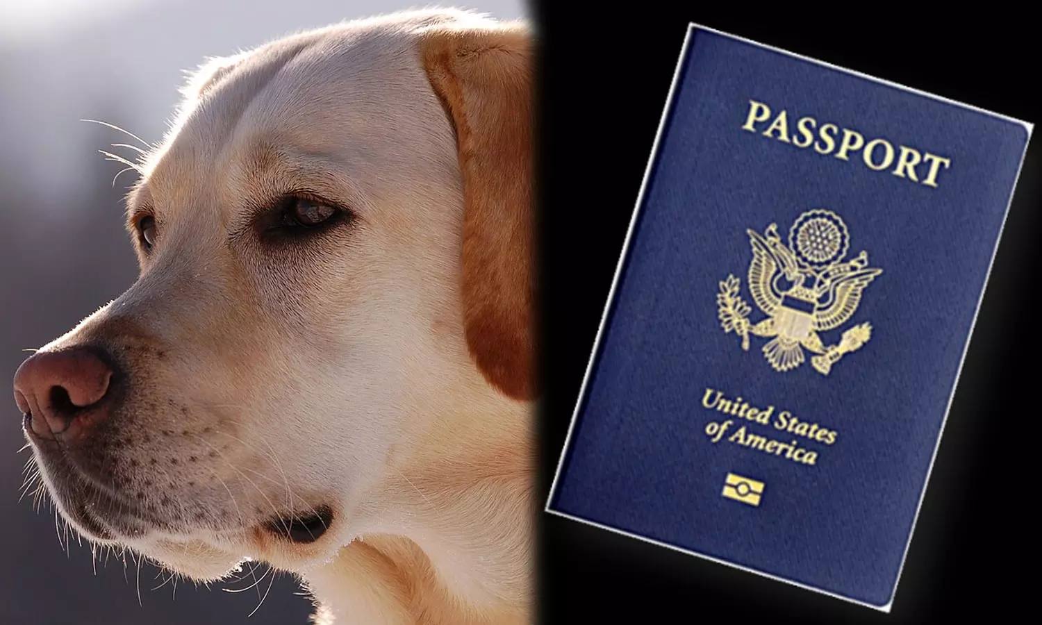 വിദേശത്ത് വിവാഹം; ദിവസങ്ങൾക്ക് മുമ്പ് വരന്റെ പാസ്‌പോർട്ട് കടിച്ചുകീറി നായ