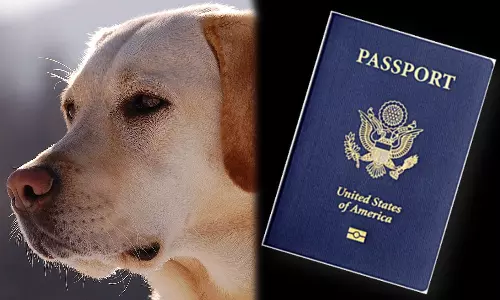 വിദേശത്ത് വിവാഹം; ദിവസങ്ങൾക്ക് മുമ്പ് വരന്റെ പാസ്‌പോർട്ട് കടിച്ചുകീറി നായ