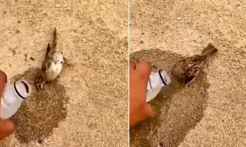 sweet video,human offering water to a thirsty bird,Reddit video,ദാഹിച്ച് വാടിത്തളർന്ന പക്ഷിക്ക് വെള്ളം നൽകി യുവാവ്- ഹൃദയം കീഴടക്കി വീഡിയോ,വൈറല്‍ വീഡിയോ,