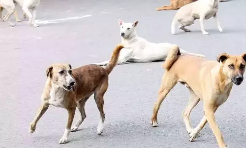 dog barked ,Bluru man stabs another man, നായ കുരച്ചു, ഉടമയാണെന്ന് കരുതി മറ്റൊരാളെ കുത്തിപ്പരിക്കേല്‍പ്പിച്ചു, കുത്തിപ്പരിക്കേല്‍പിച്ചു, നായകുരച്ച ദേഷ്യത്തില്‍ കുത്തിപ്പരിക്കേല്‍പിച്ചു