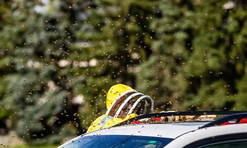 Toronto,five million bees,5 million bees fall off truck near Toronto ,50 ലക്ഷം തേനീച്ചകളടങ്ങുന്ന കൂടുകൾ റോഡിൽ തെറിച്ചുവീണു; പ്രദേശമാകെ വളഞ്ഞ് തേനീച്ചകള്‍,50 ലക്ഷം തേനീച്ചകള്‍ റോഡില്‍,world news