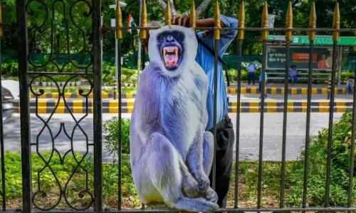 Cutouts of langoors put up in Delhi to stop monkeys from entering G20 summit venues