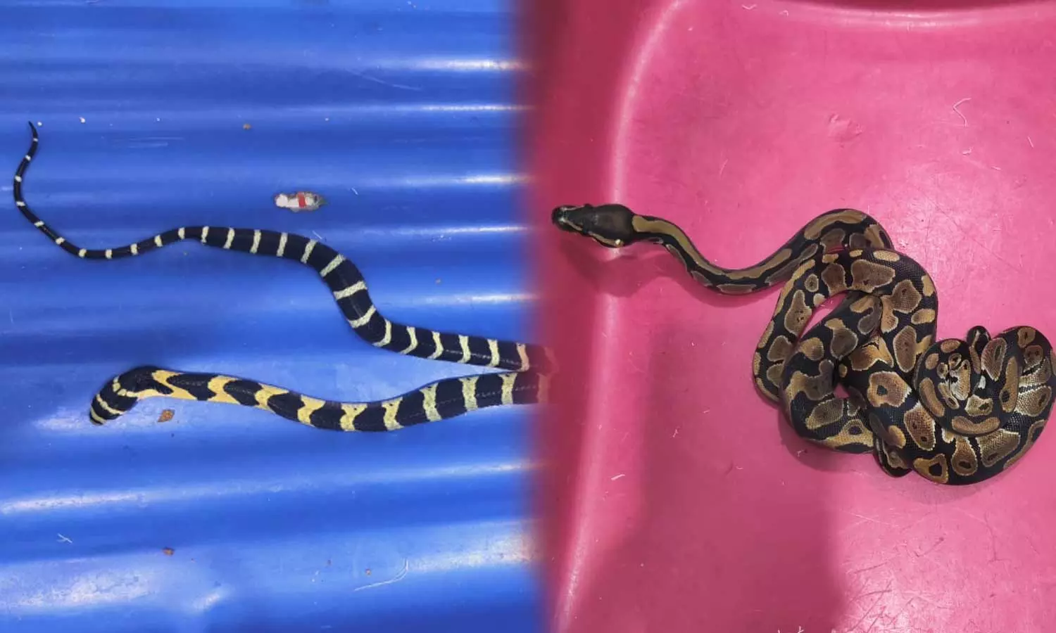 Bengaluru airport customs seize 78 wild animals in baggage, Bengaluru airport customs seize King Cobras and Ball Pythons in baggage, Capuchin Monkey, King Cobra, Ball Python