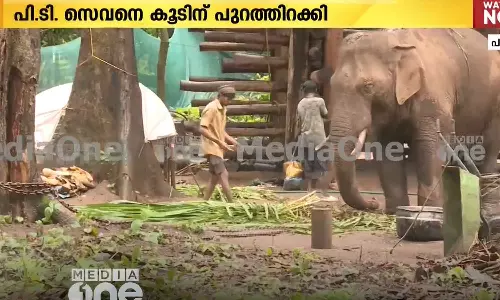 പാലക്കാട് ധോണിയിൽ വനം വകുപ്പ് പിടികൂടി സംരക്ഷിച്ചുവരുന്ന പിടി സെവനെ കൂടിന് പുറത്തിറക്കി