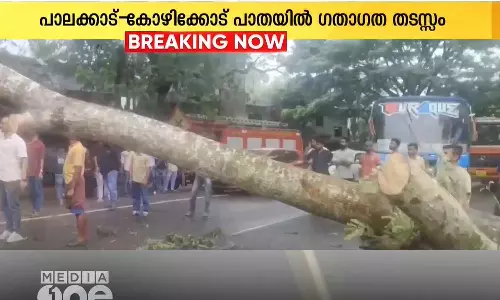 പാലക്കാട്-കോഴിക്കോട് ദേശീയപാതയിൽ കനത്ത മഴയിൽ വൻ മരം കടപുഴകി വീണ് ഗതാഗതം തടസ്സപ്പെട്ടു പാലക്കാട്-കോഴിക്കോട് ദേശീയപാതയിൽ കനത്ത മഴയിൽ വൻ മരം കടപുഴകി വീണ് ഗതാഗതം തടസ്സപ്പെട്ടു