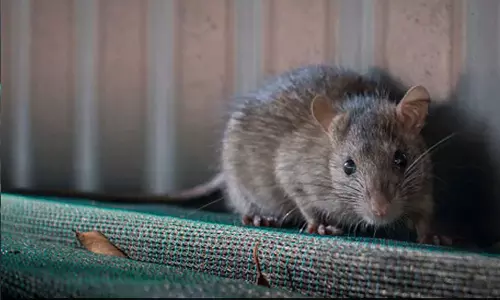 എലികളെ കാണാൻ പോയാലോ; സഞ്ചാരികൾക്കായി റാറ്റ് ടൂർ പാക്കേജുമായി ന്യൂയോർക്ക്