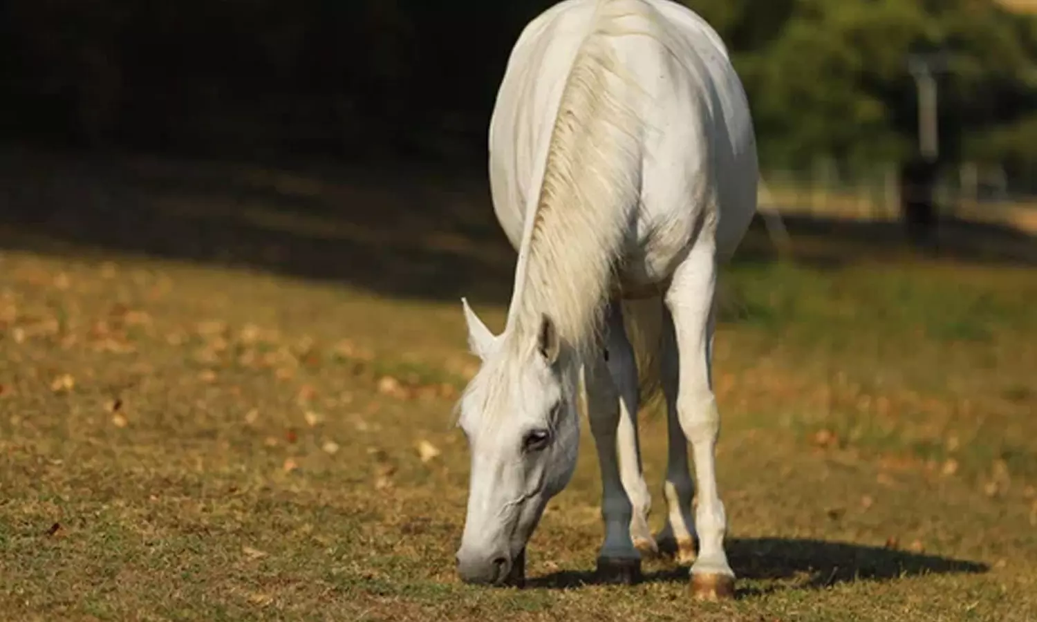 കോഴിക്കോട് തുവ്വപ്പാറയിൽ തെരുവുനായയുടെ കടിയേറ്റ കുതിര ചത്തു