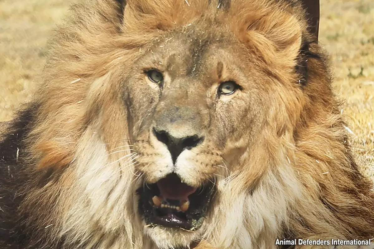 Qatar Airways Armenian Lion Qatar Airways Armenian Lion